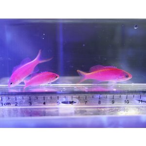 画像: 【特価】パープルクイーンアンティアス 3匹セット