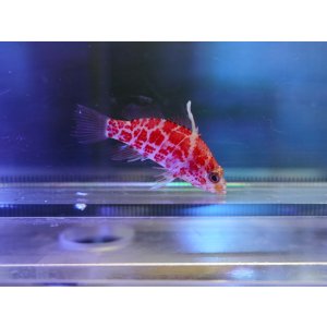 画像: レッドブロッチドパーチレッド