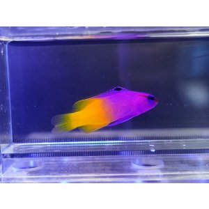 画像: ロイヤルグラマ