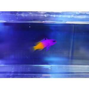 Grassy Wing2 90 Marine - 海水魚ショップ ナチュラル