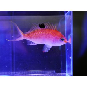 画像: サクラダイ（近海）メス