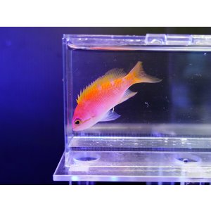 画像: スクリブルドアンティアスメス