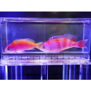 画像: スクリブルドアンティアスペア