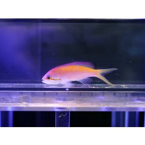 画像: スレッドフィンアンティアス