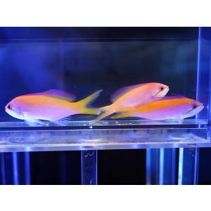 画像: 【特価】スレッドフィンアンティアス3匹セット