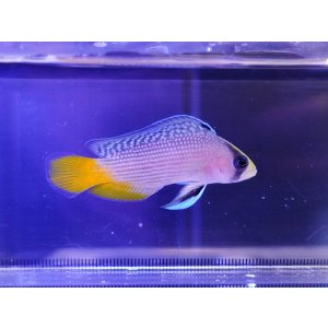 画像: スプレンデッドドティーバック