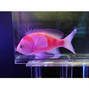 画像: スミレナガハナダイオス