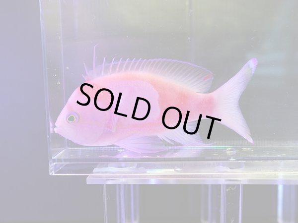 画像1: スミレナガハナダイオス