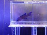 画像: ツバメタナバタウオ