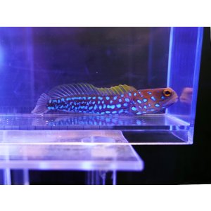 画像: ブルースポットジョーフィッシュ02