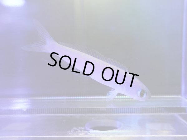 画像1: タマムシサンゴアマダイ