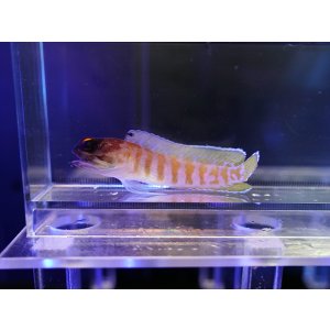 画像: ゴールドスペックスジョーフィッシュ