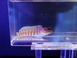 画像: ゴールドスペックスジョーフィッシュ