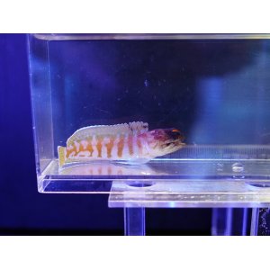 画像: ゴールドスペックスジョーフィッシュ