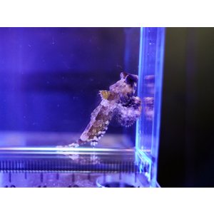 画像: スクーターブレーニー（コウワンテグリ）