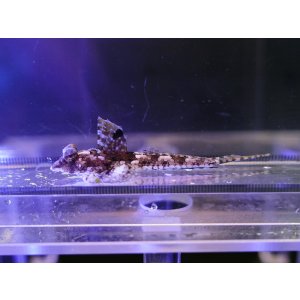 画像: ロングテールドラゴネット