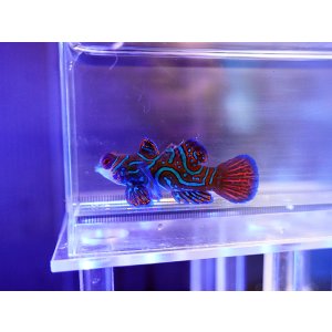 画像: マンダリンフィッシュ