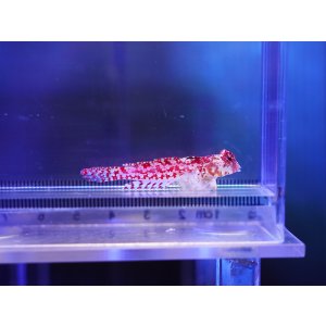 画像: ミヤケテグリメス