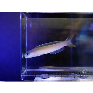 画像: オキナワサンゴアマダイ