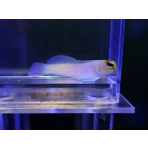 画像: パーリージョーフィッシュ