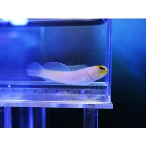 画像: パーリージョーフィッシュ