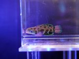 画像: スポットマンダリンフィッシュ