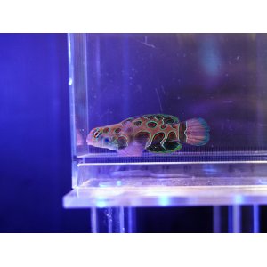 画像: スポットマンダリンフィッシュ