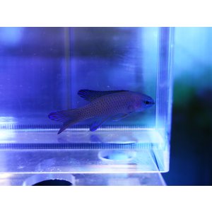 画像: ツバメタナバタウオ