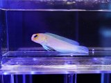 画像: イエローヘッドジョーフィッシュ