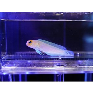 画像: イエローヘッドジョーフィッシュ