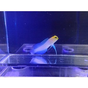 画像: イエローヘッドジョーフィッシュSS
