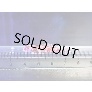 画像: スターリードラゴネット（レッドスクーター）