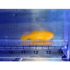 画像: キイロサンゴハゼ