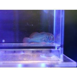 画像: アカテンコバンハゼ