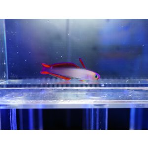 画像: アケボノハゼ（太平洋タイプ）