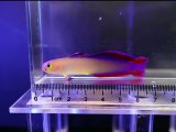 画像: アケボノハゼ（インド洋タイプ）