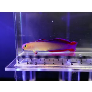 画像: アケボノハゼ（インド洋タイプ）