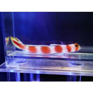 画像: オーロラゴビー（東アフリカ）