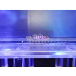 画像: ベンケイハゼ