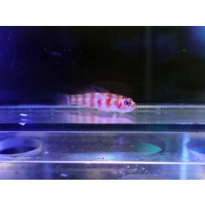 画像: キャンディケインピグミーゴビー