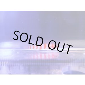 画像: キャンディケインピグミーゴビー