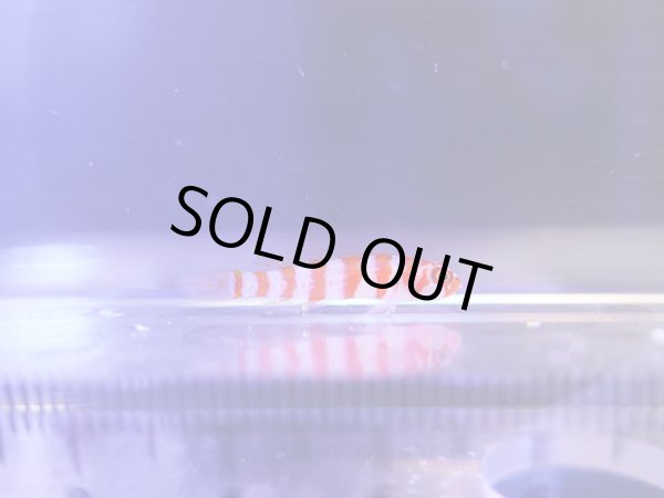 画像1: キャンディケインピグミーゴビー