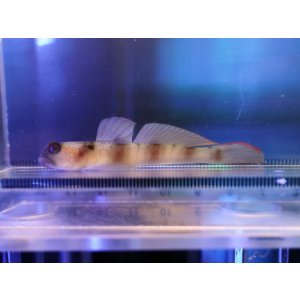画像: ダテハゼの一種