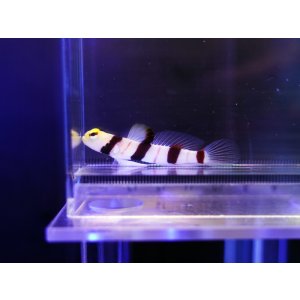 画像: ドラクラシュリンプゴビー