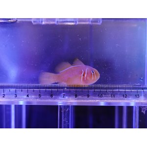 画像: フォーバーゴビー（スリランカ）