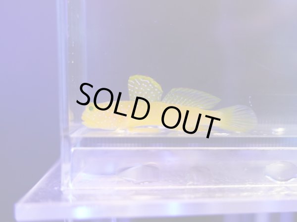 画像1: ギンガハゼ