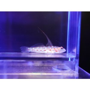 画像: ハタタテシノビハゼ