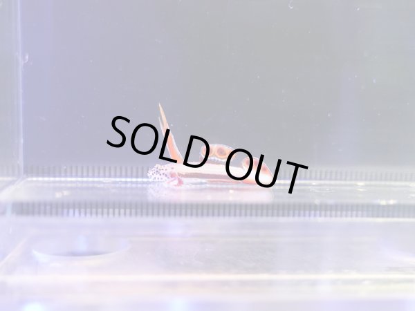 画像1: ホムラハゼ