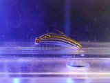 画像: キンセンハゼ