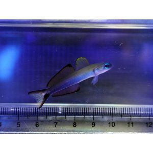 画像: クロユリハゼ